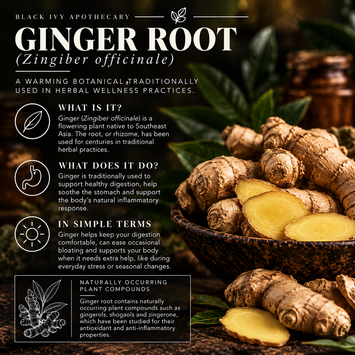 Ginger root (Zingiber officinale) with information about digestive support, antioxidant plant compounds and healthy inflammatory response in Black Ivy Apothecary Soursop Tincture.