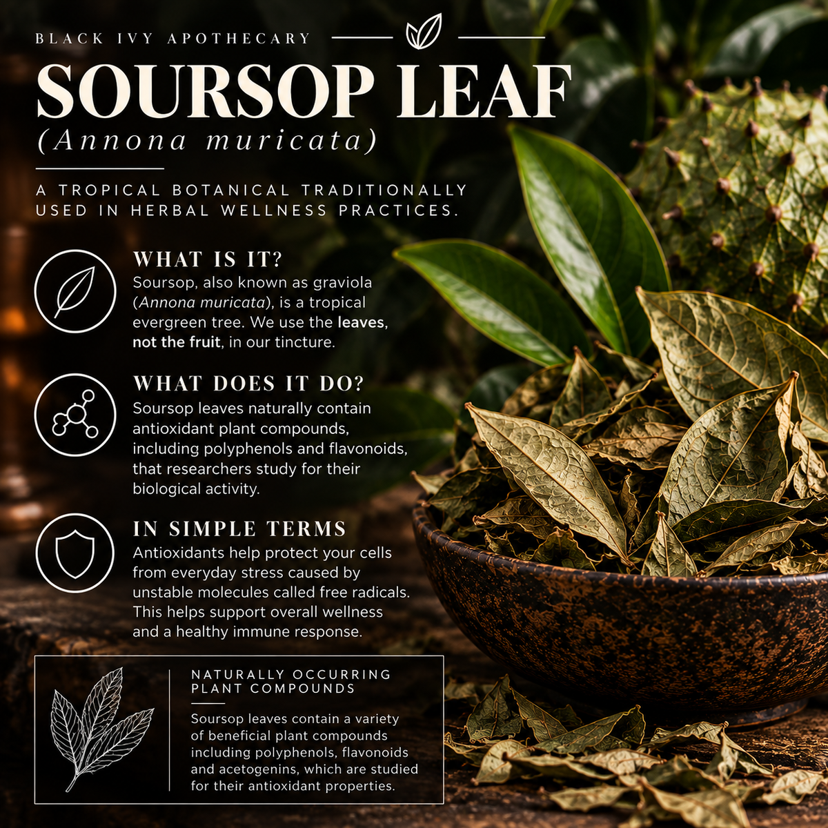 Soursop leaf (Annona muricata), also known as graviola, with information about antioxidants and plant compounds in Black Ivy Apothecary Soursop Tincture.